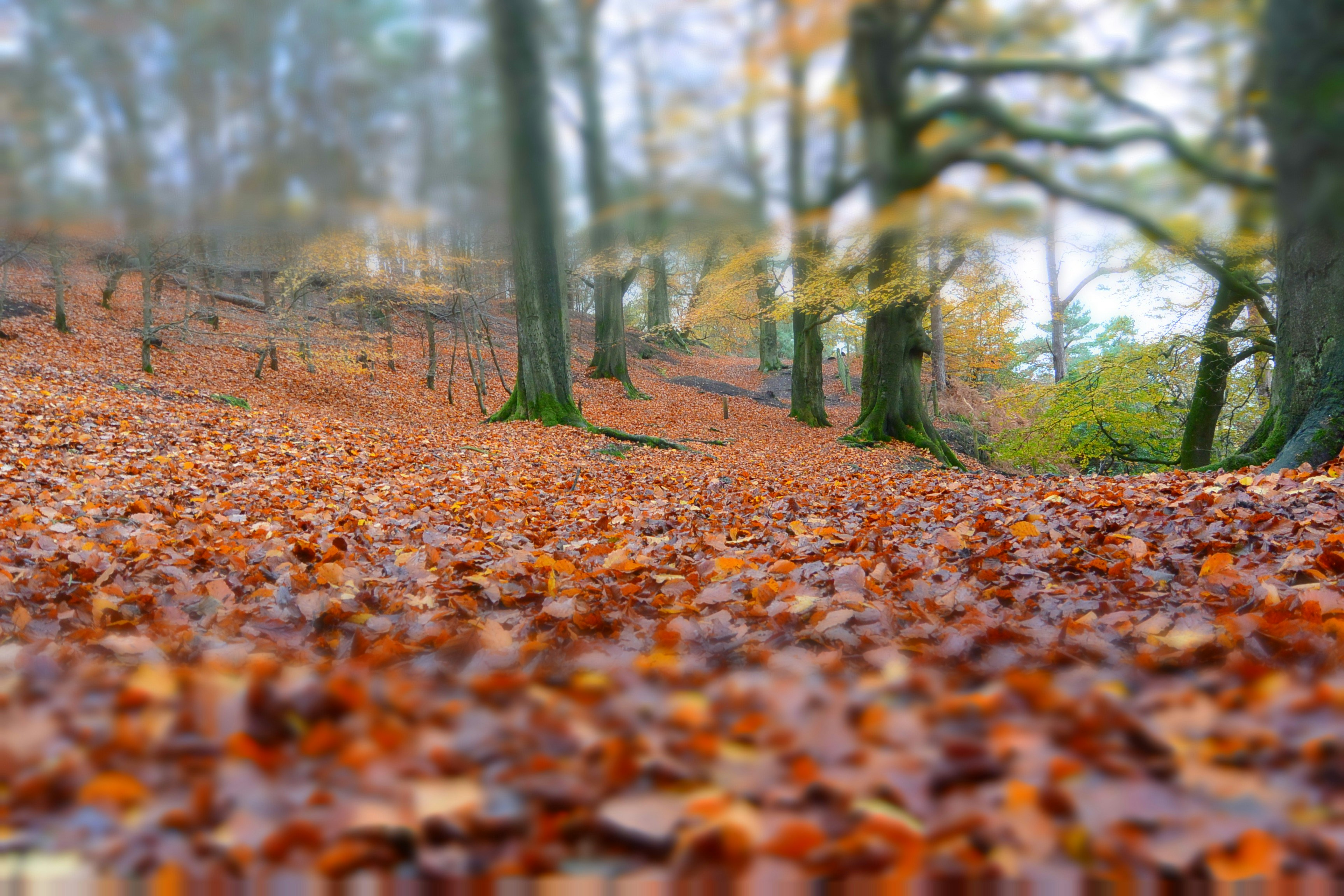 Leaves Image